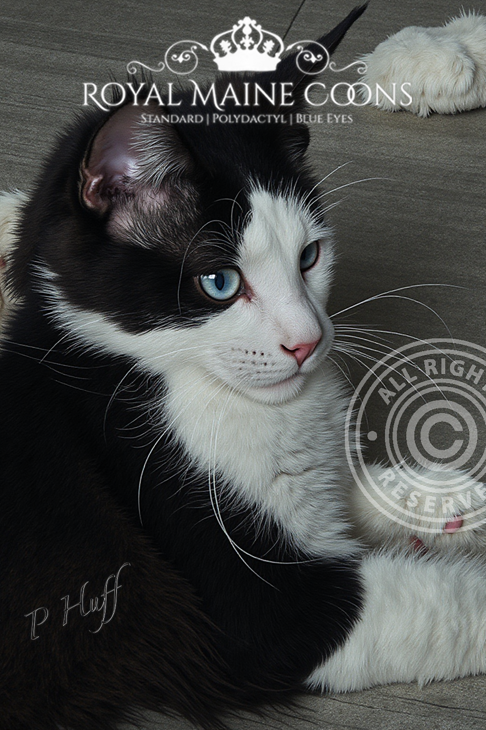 Thumbnail: BLUE EYES-RARE Langston of Royal Maine Coons