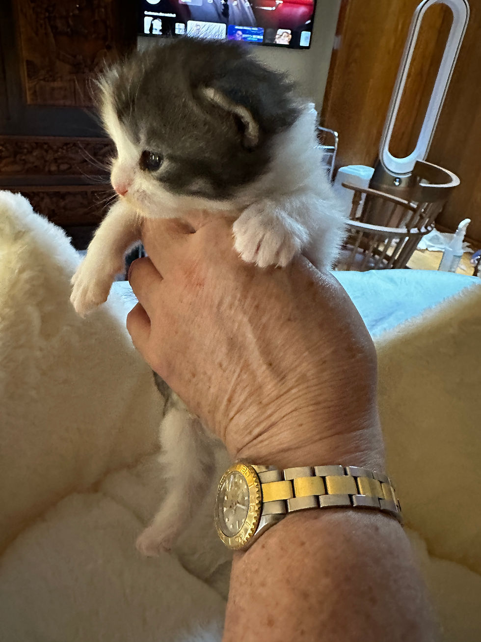 Thumbnail: RARE-BLUE EYES-HUGE Tobias of Royal Maine Coons