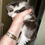 Thumbnail: RARE-ONE BLUE EYE-HUGE-PATRICIA of Royal Maine Coons-ODD EYES