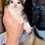 Thumbnail: POLYDACTYL BLUE-EYES TREASURE of Royal Maine Coons