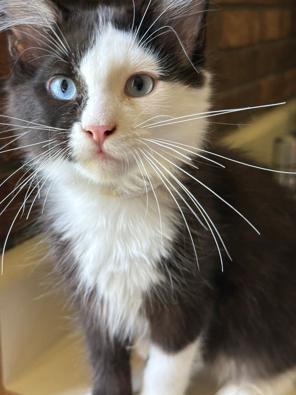 Grooming helps maintain a Maine Coon kitten’s beautiful coat.