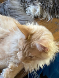 Sire Beckham Katrin Style *RU Polydactyl 6/6/6/6