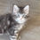 Thumbnail: BLUE-EYED POLYDACTYL -RARE Drake of Royal Maine Coons
