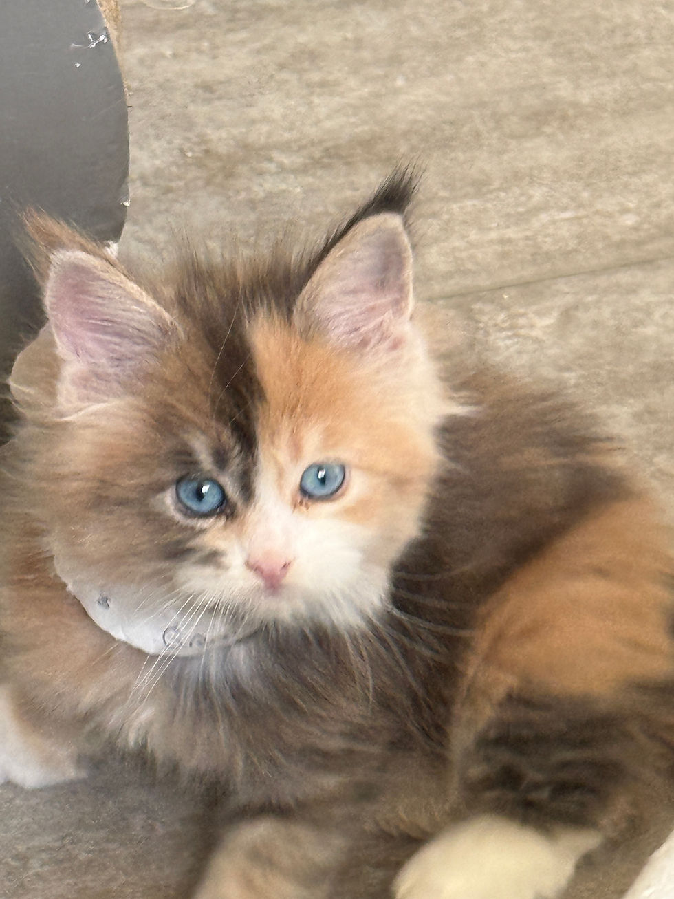 Thumbnail: BLUE-EYED Grace of Royal Maine Coons