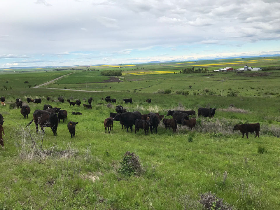 Family owned farm in an open field of grass fed cows in Grangeville, Idaho