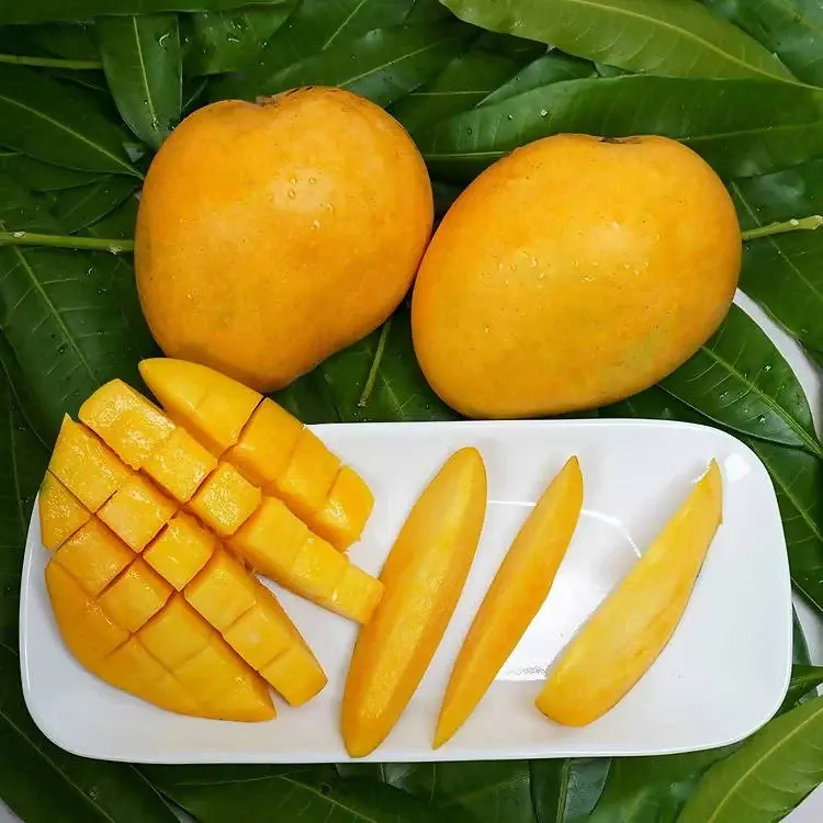 Banganapalli Organic Mango / பங்கனப்பள்ளி