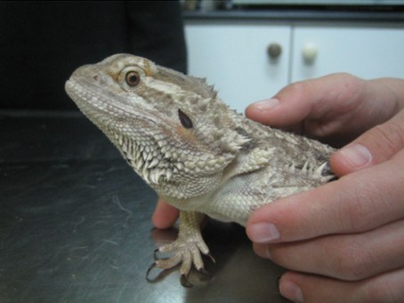 גיליון 1 - מאי 2007