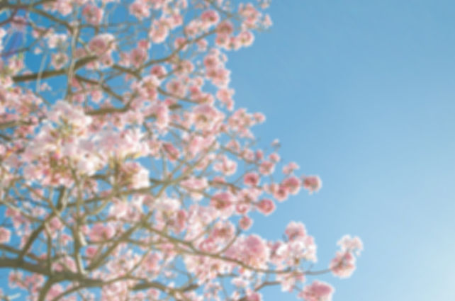 Pink Blossom_edited.jpg