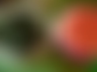 Khám phá sự tích món rêu đá nướng - đặc sản huyền thoại Tây Bắc