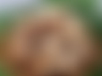 Khoai sọ Sơn La – Đặc sản đậm chất vùng núi cao Tây Bắc