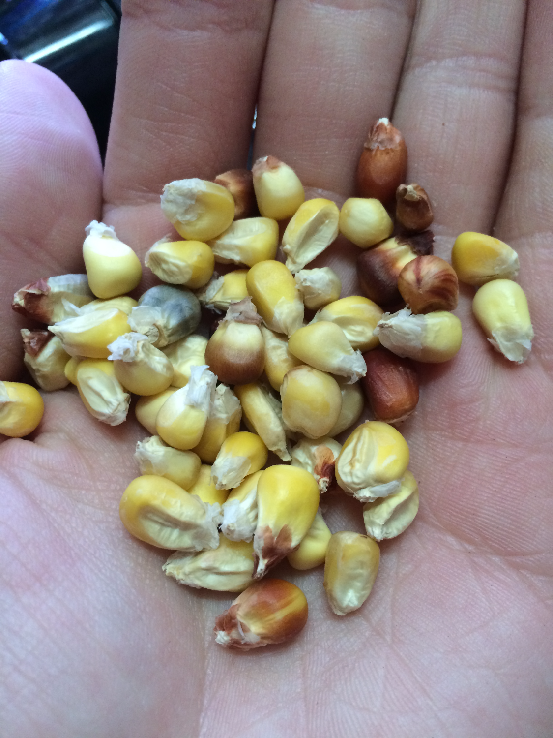 Confite Puneno Floury