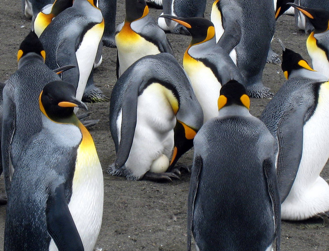 King Penguins South Georgia (2)