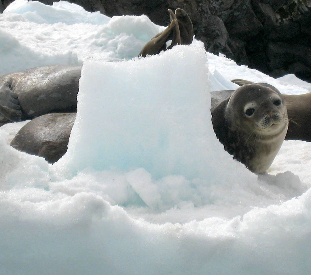 Weddell Seal Antarctica