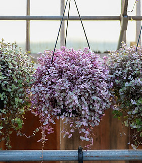 pink panther inch plant hanging basket