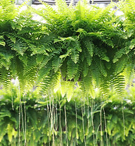Boston Fern 6 inch - Colasanti's Tropical Gardens.jpg