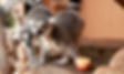 lemurs on wood platform