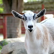 Goat outside