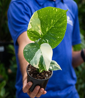 thai constellation monstera