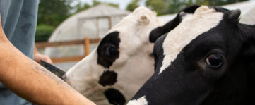 cow eating pumpkin