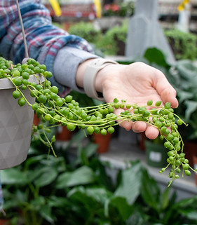 String of Pearls Hanging Basket