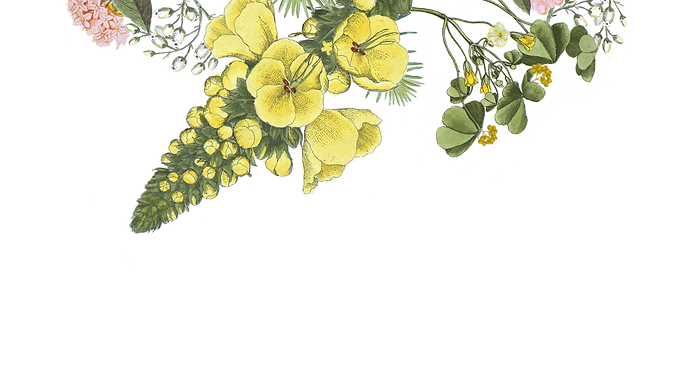 Illustrated Flowers_edited.png