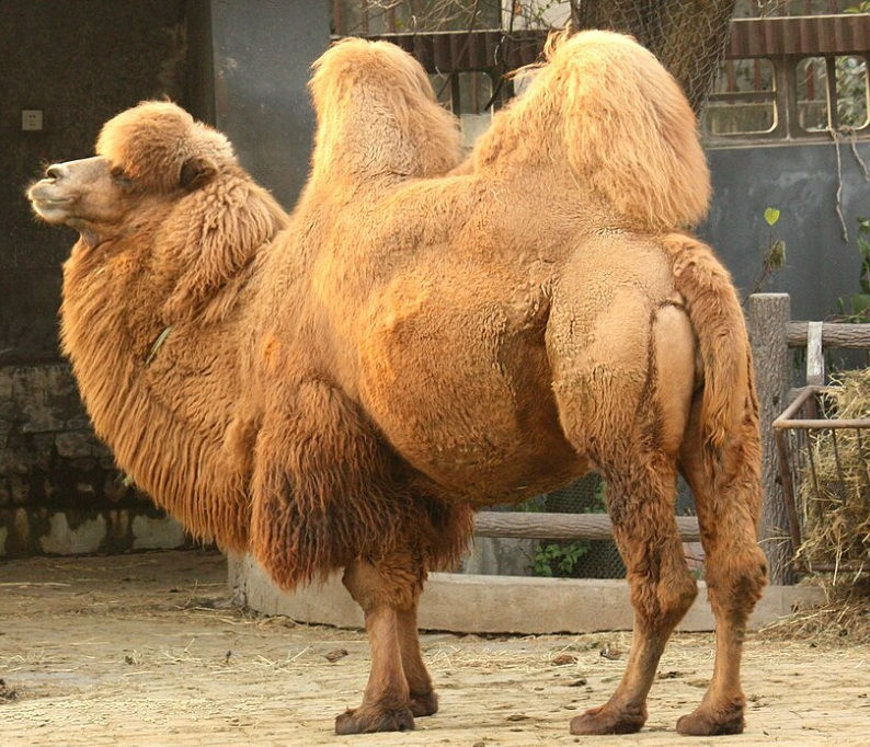 גמל דו דבשתי