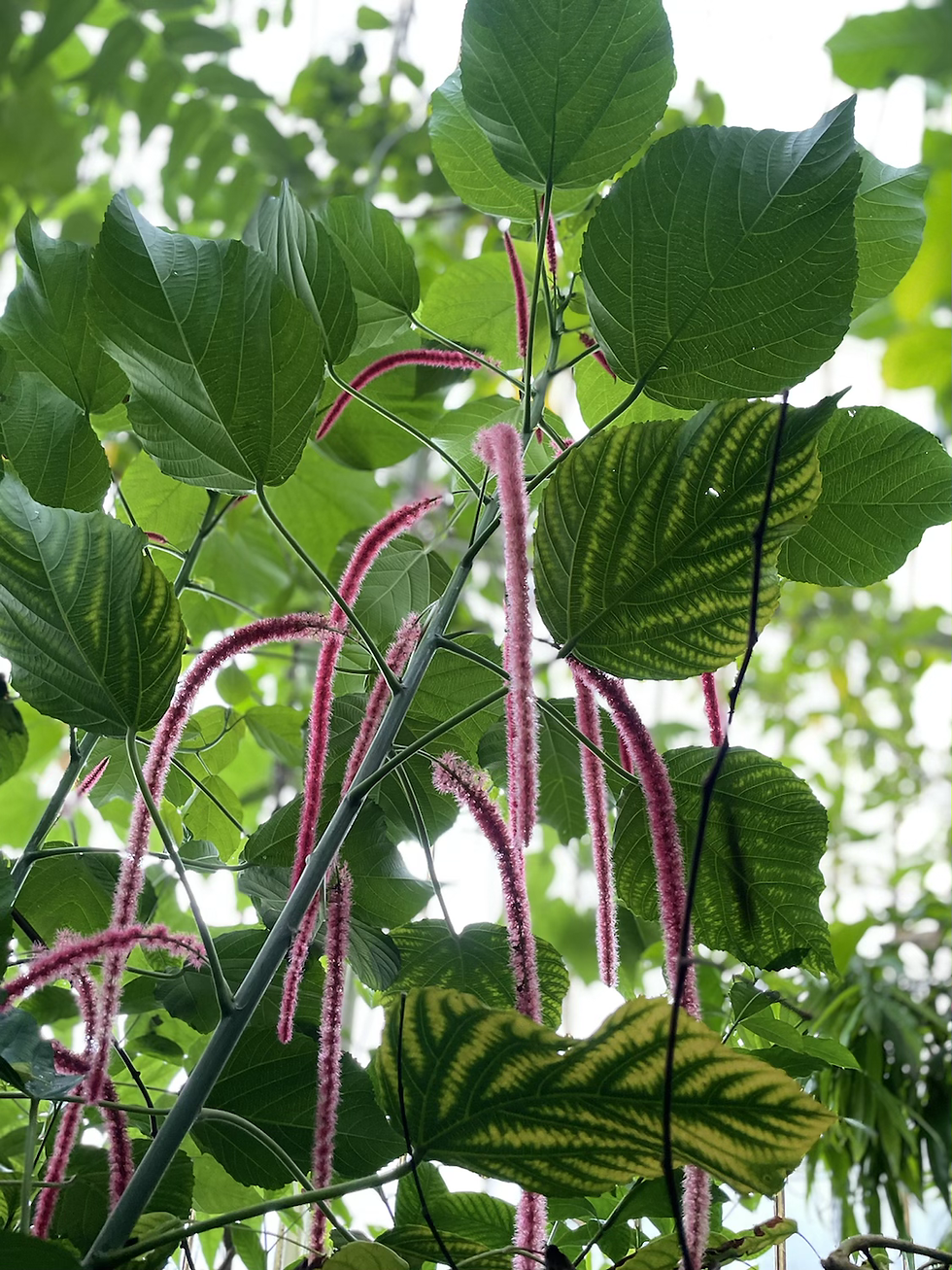 Thumbnail: Portrait Photos Of Nature On Poster!!! 🌅🌹✨💦🌸⭐️❄️