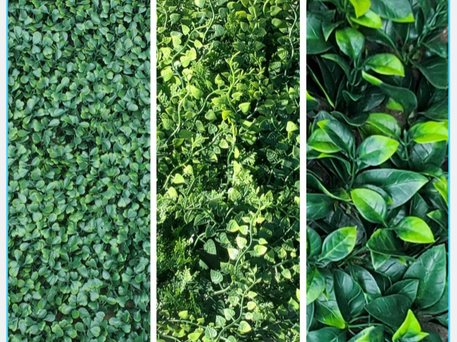 Pick from your choice of green wall ivy in Orlando.