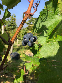 Heurigen Eckerl, Buschenschank Eckerl, Tullnerfeld, Tulbing, Roher, Rotwein, Weintraube