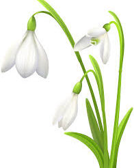 Burford Priory Opens for Snowdrop Sunday