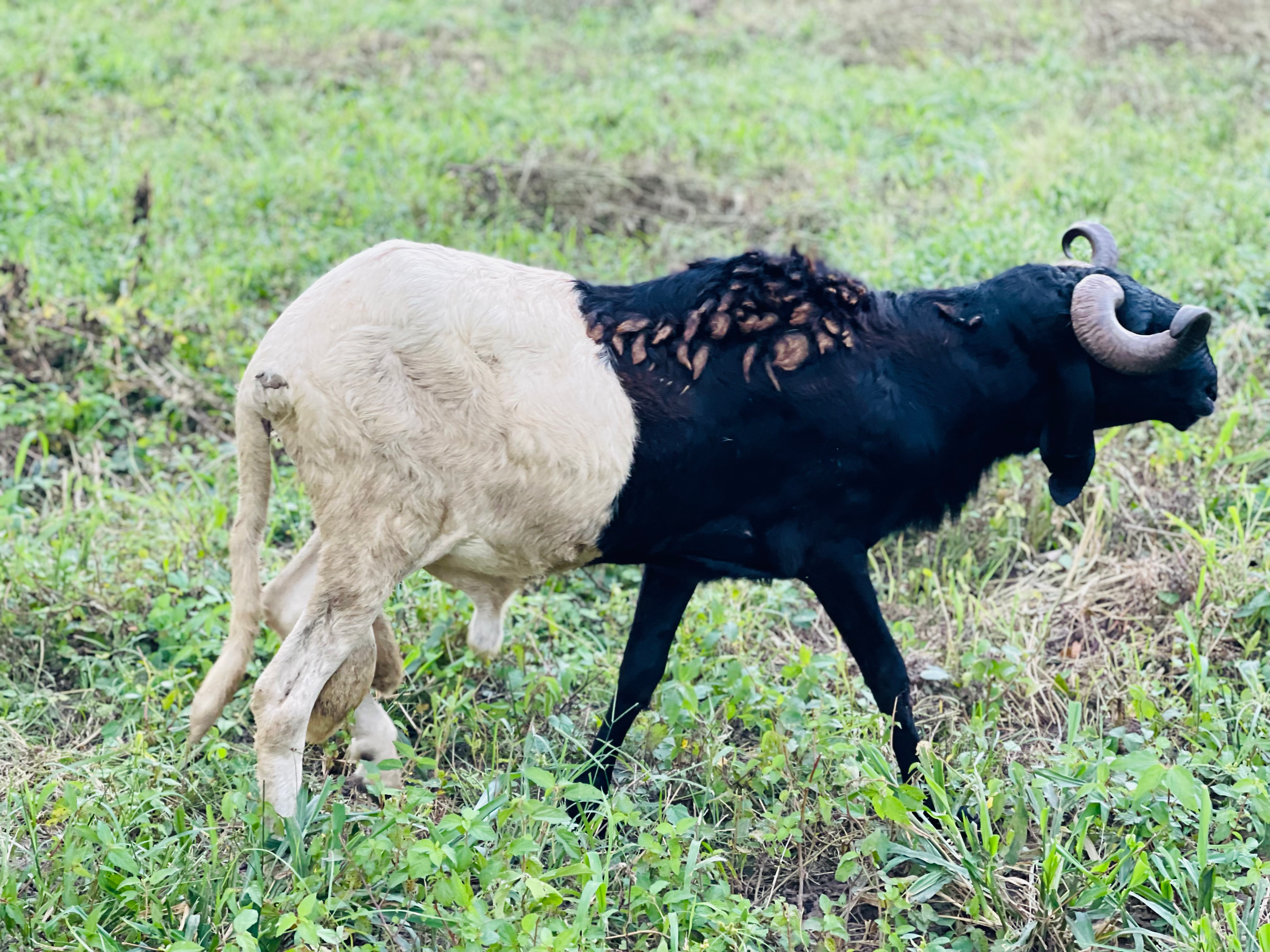 Uda Balami XXXL Ram Champion