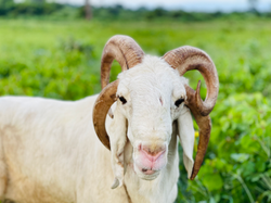 Sheep Ghana Farm Lamb Ghana
