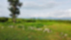 Sheep Ghana Neta Farms Lamb