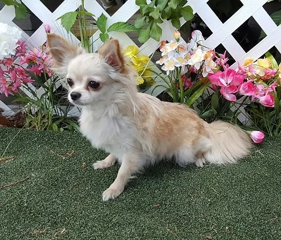 faerie garden chihuahuas