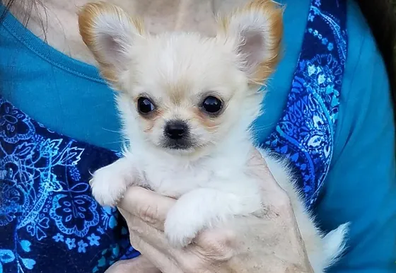 faerie garden chihuahuas