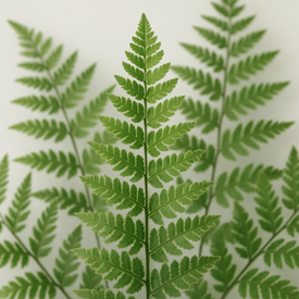 Fern-tastic Protection? How Fern Extract Might Help Prevent Sunburns