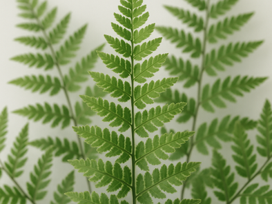 Fern-tastic Protection? How Fern Extract Might Help Prevent Sunburns