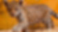 jaguarbebe.jpg
