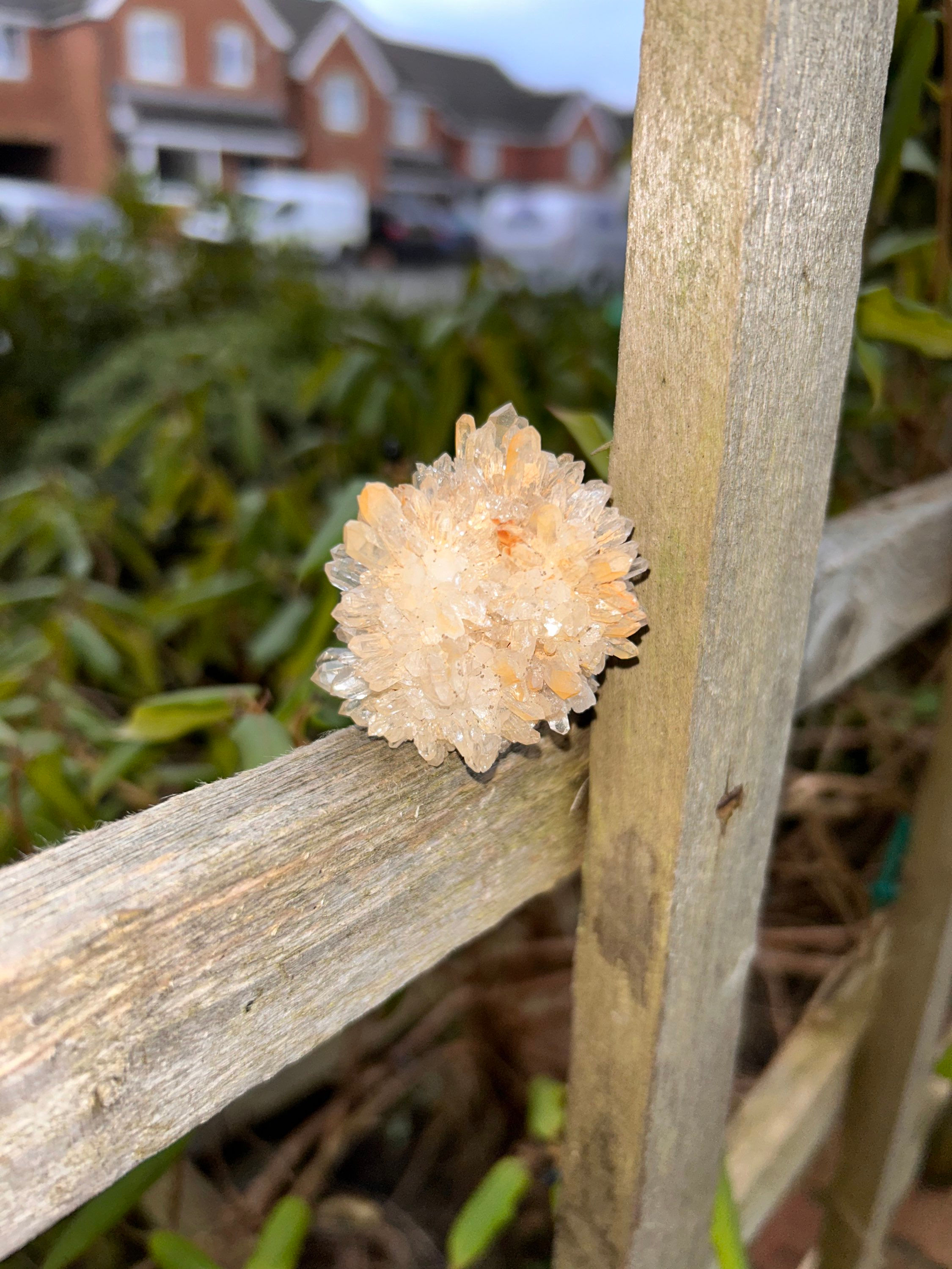 Yellow Chrysanthemum Cluster / 64g