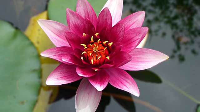 Lotus & Aloe