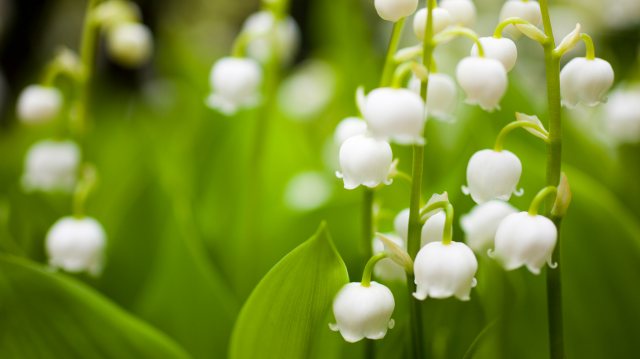 Lily of the Valley