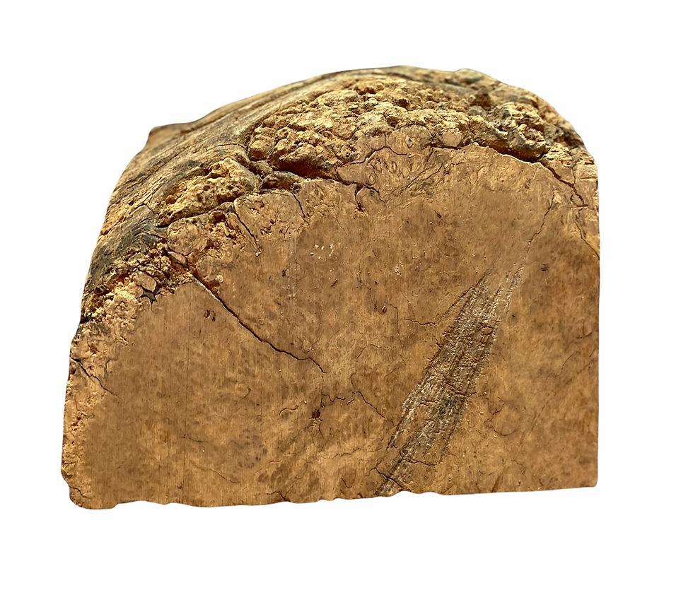 Thumbnail: Wild Tamarind Burl