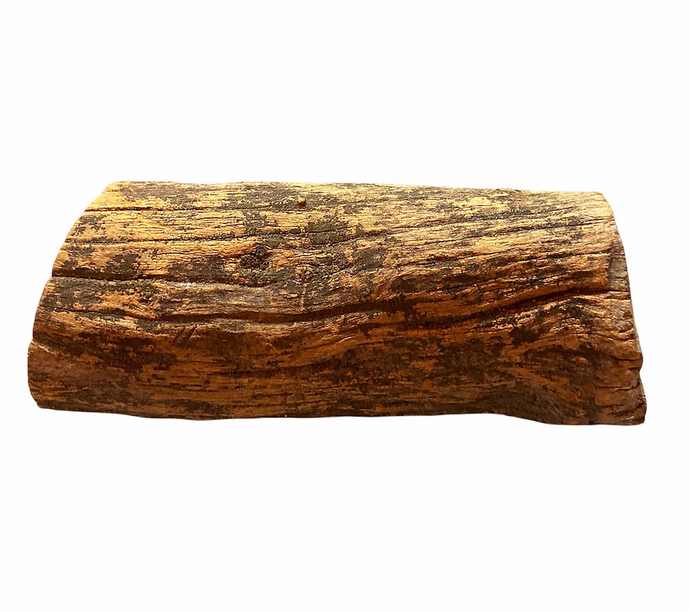 Thumbnail: Jamaica Dogwood