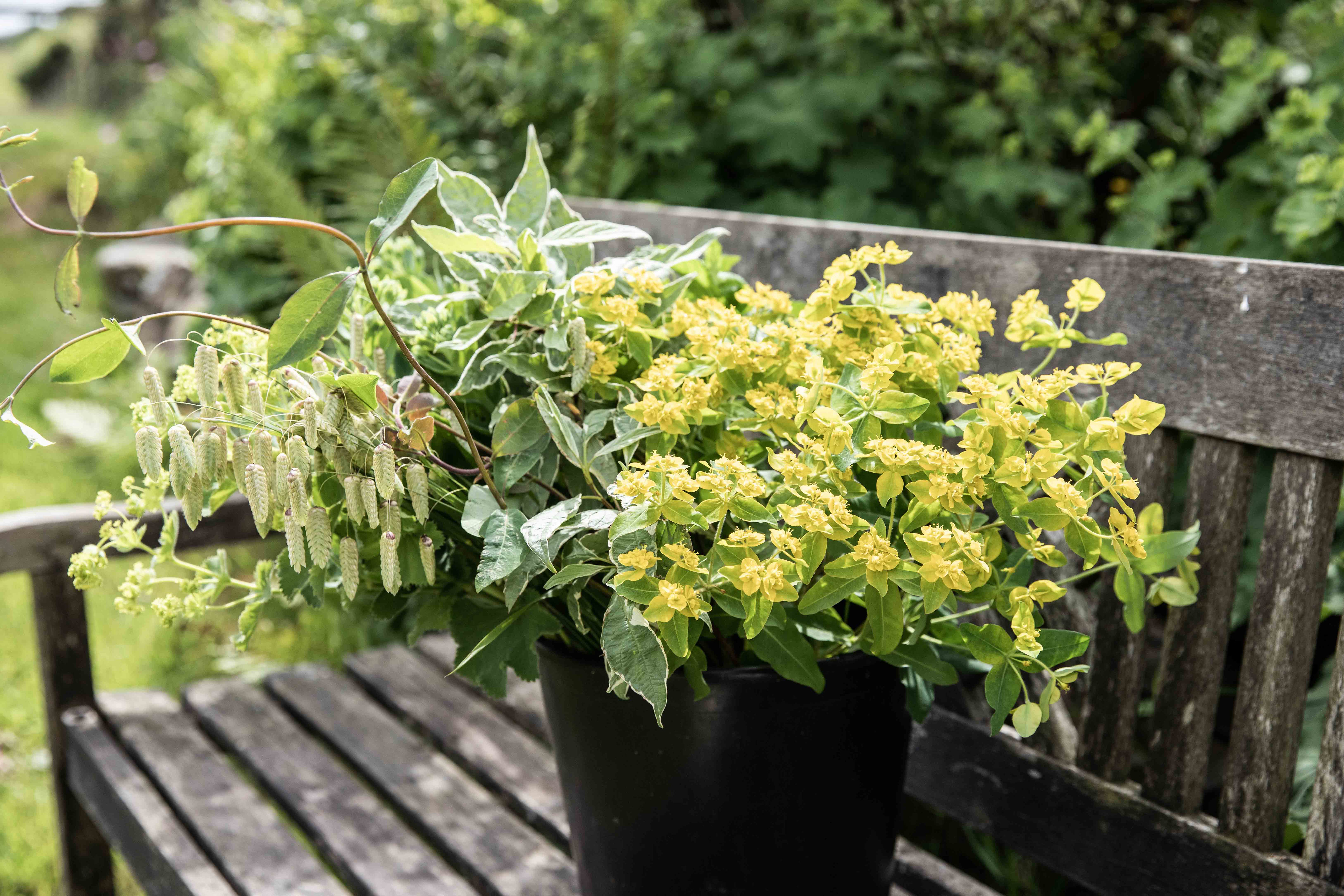 Mixed Bucket of Foliage
