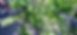 Blue cane canopy WSBc.jpg