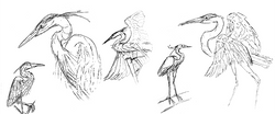herons