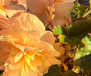 Begonias.jpeg
