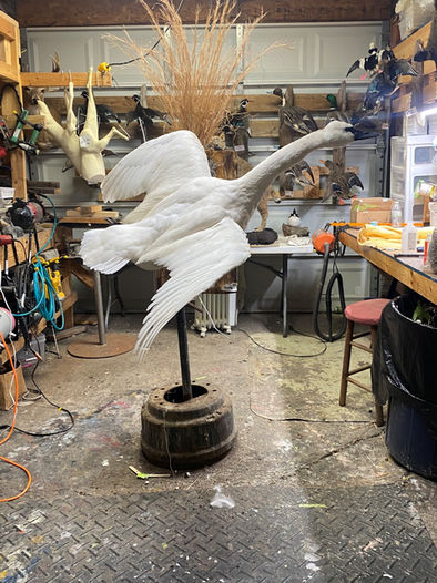 Taxidermy of flying goose