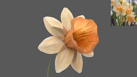 Daffodil_v2_whitepink (2).JPG
