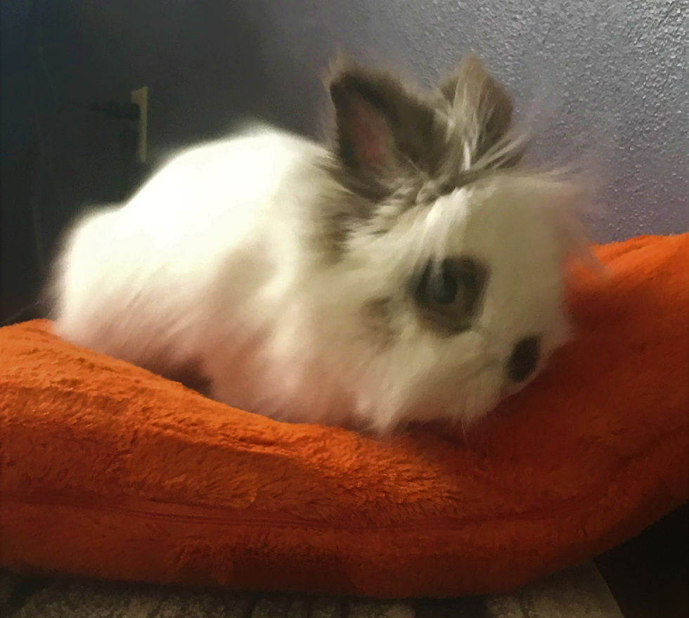 Dinnertime Storytelling Prompts #56-59